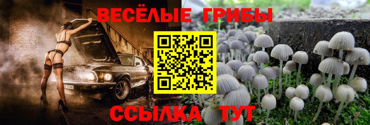 Курган  Галлюциногенные грибы мицелий  продажа наркотиков  Вход с VPN  Псилоцибиновые грибы Magic Shrooms 